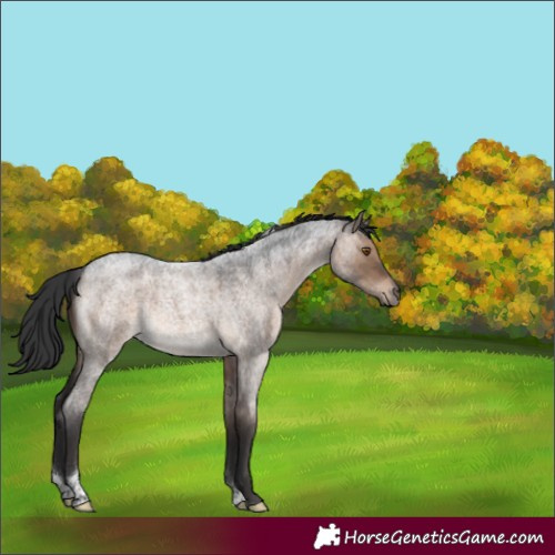 Horse Color:Brown Roan Dun Tobiano 
