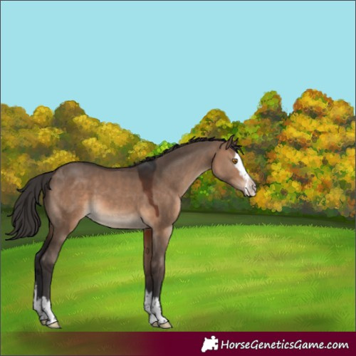 Horse Color:Brown Dun Splash 