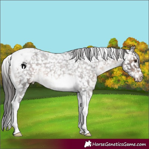 Horse Color:Brown Roan Tobiano Appaloosa 