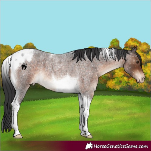 Horse Color:Brown Roan Tobiano Appaloosa