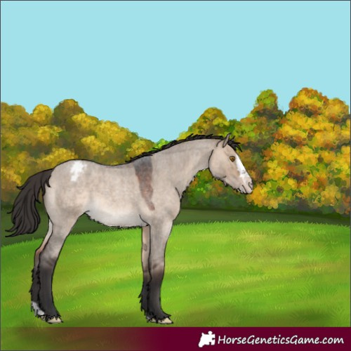 Horse Color:Brown Roan Dun Splash Appaloosa 