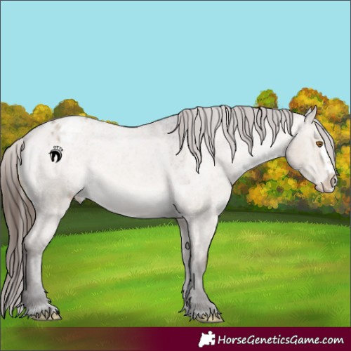 Horse Color:Brown Roan Dun Splash Appaloosa