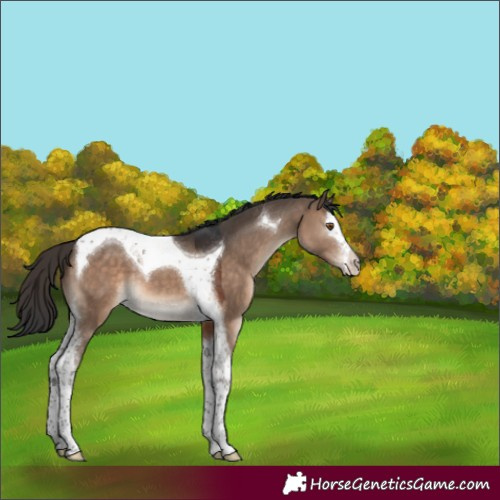 Horse Color:Brown Dun Splash Tobiano 