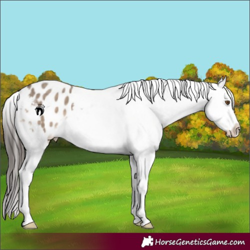 Horse Color:Brown Dun Blanket 