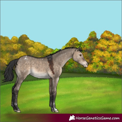 Horse Color:Brown Dun Appaloosa 