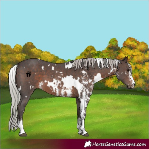 Horse Color:White Spotted Silver Brown Sabino