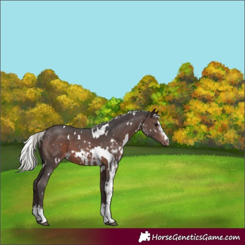 Horse Color:White Spotted Silver Brown Sabino 