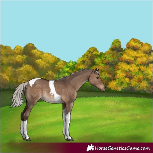 Horse Color:Silver Brown Dun Tobiano Rabicano 