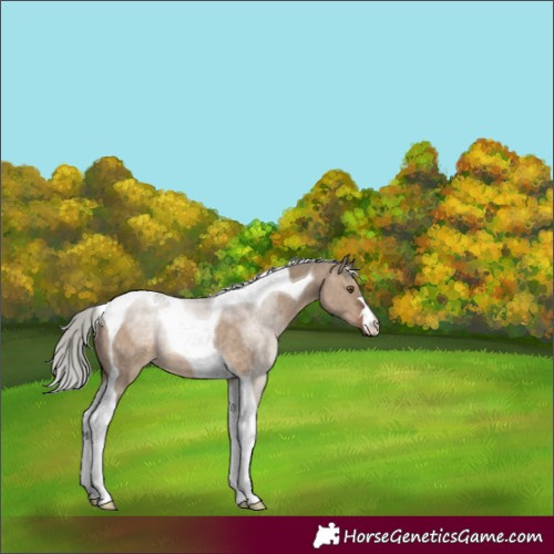 Horse Color:Silver Brown Dun Tobiano Rabicano 