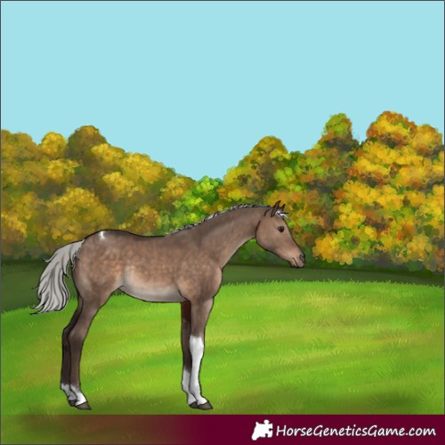 Horse Color:Silver Brown Dun Tobiano Rabicano 