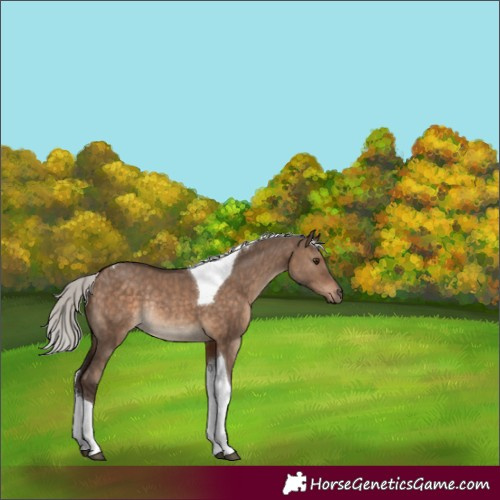 Horse Color:Silver Brown Dun Tobiano Rabicano 