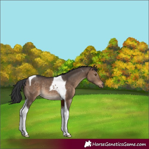 Horse Color:Brown Dun Tobiano Rabicano 