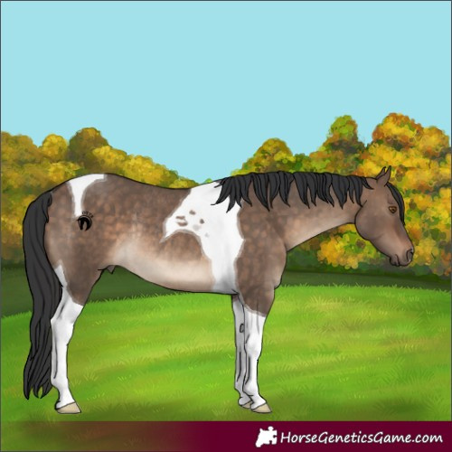 Horse Color:Brown Dun Tobiano Rabicano