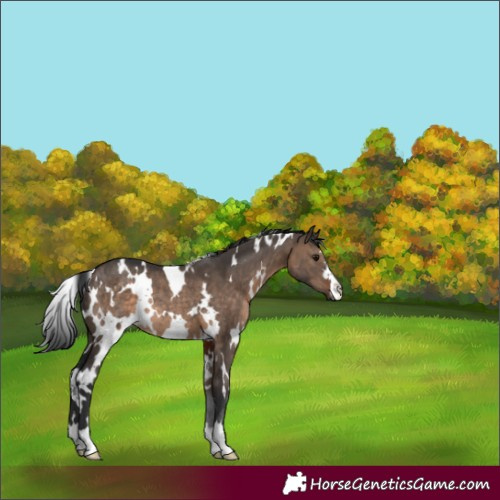 Horse Color:White Spotted Brown Dun Rabicano 