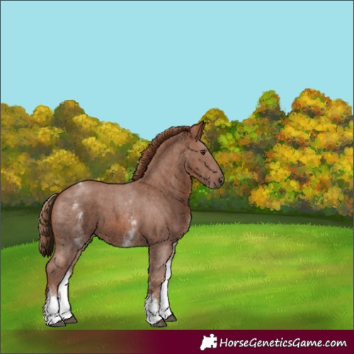 Horse Color:White Spotted Chestnut Sabino 