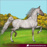 Horse Color:Silver Blue Roan Sabino 