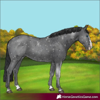 Horse Color:Black Splash 