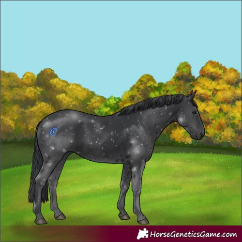 Horse Color:Black 