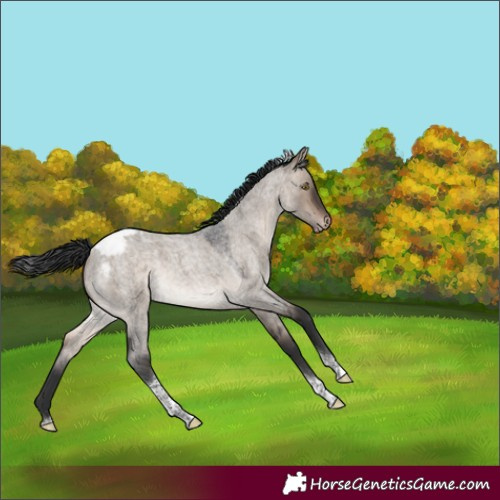 Horse Color:Unknown 