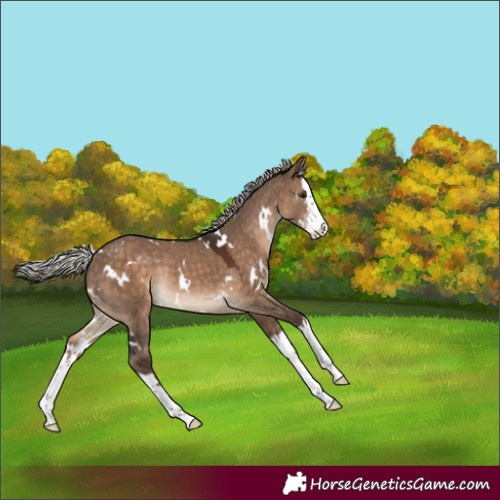 Horse Color:White Spotted Silver Brown Dun Sabino Splash Rabicano 