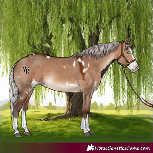 Horse Color:White Spotted Silver Bay Dun Sabino Splash Rabicano 