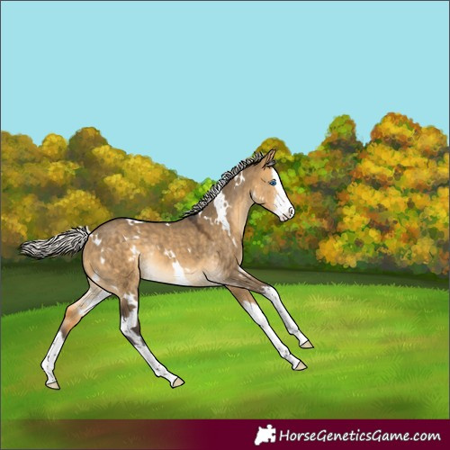 Horse Color:White Spotted Silver Buckskin Dun Sabino Splash Rabicano