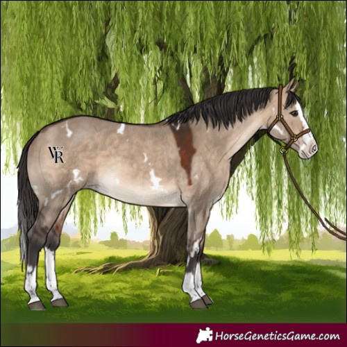 Horse Color:White Spotted Bay Dun Splash Rabicano 