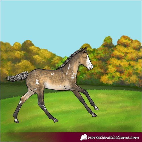 Horse Color:White Spotted Silver Buckskin Dun Sabino Splash Rabicano