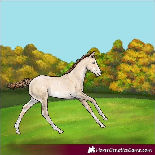 Horse Color:White Spotted Buckskin Pearl Dun Sabino Splash Rabicano