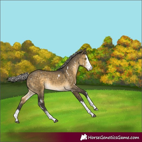 Horse Color:White Spotted Silver Buckskin Dun Sabino Splash Rabicano