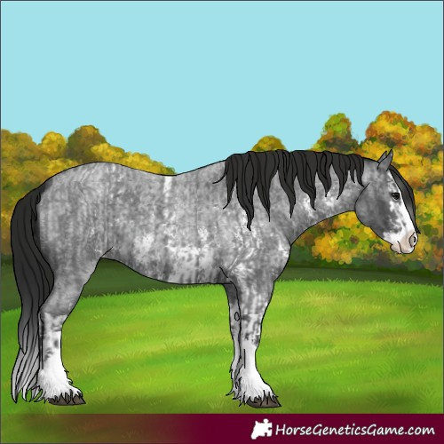 Horse Color:Blue Roan Sabino Splash  and Gray Blue Roan Sabino Splash 