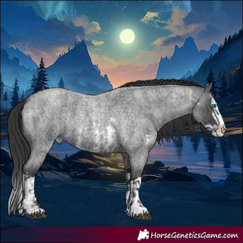 Horse Color:Blue Roan Sabino Splash  and Smoky Blue Roan Sabino Splash 