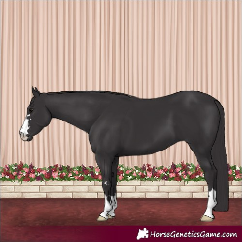 Horse Color:Smoky Black 