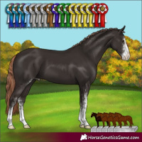Horse Color:Liver Chestnut Sabino 