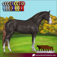 Horse Color:Liver Chestnut Sabino