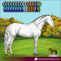 Horse Color:Silver Bay Sabino 