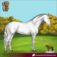 Horse Color:Silver Bay Sabino 