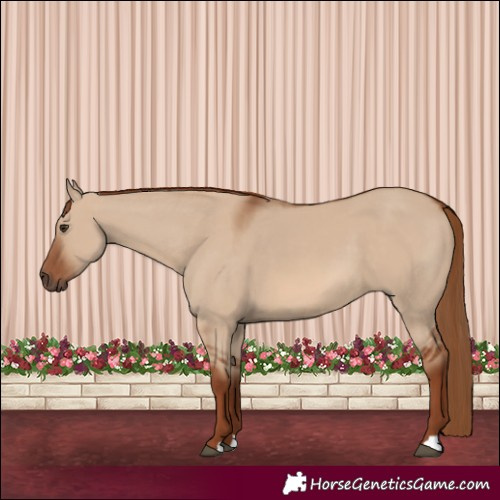 Horse Color:Red Dun 