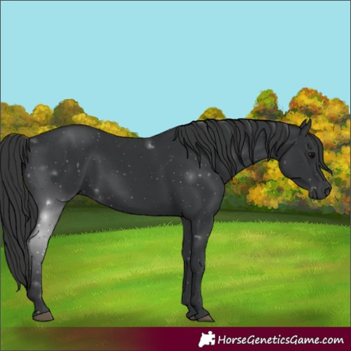 Horse Color:Black 