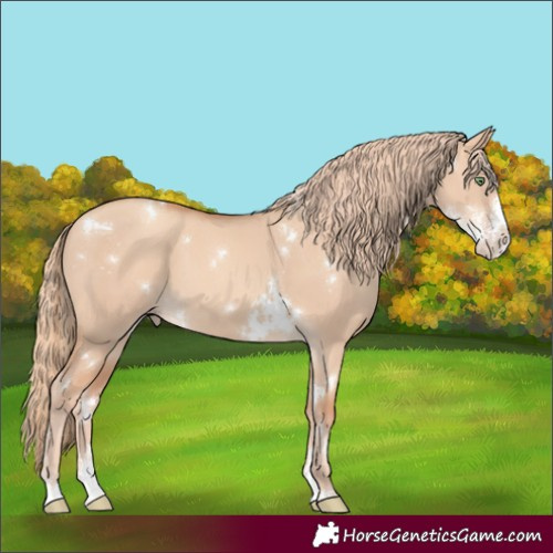 Horse Color:White Spotted Gold Champagne Dun Sabino 