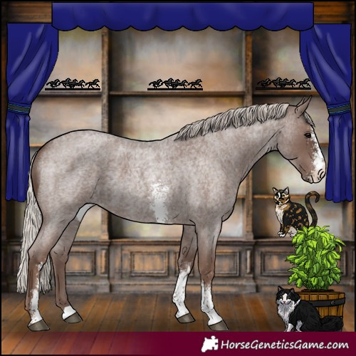 Horse Color:Silver Blue Roan Sabino
