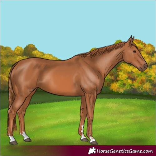 Horse Color:Chestnut 