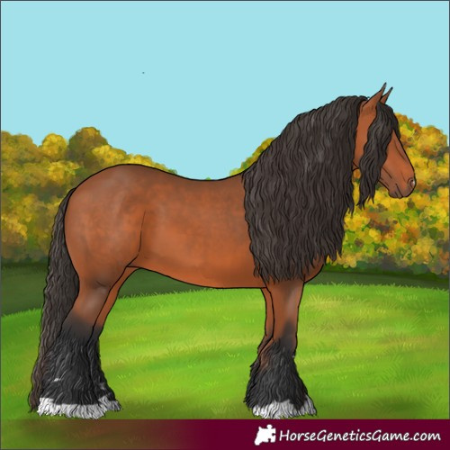 Horse Color:Bay 