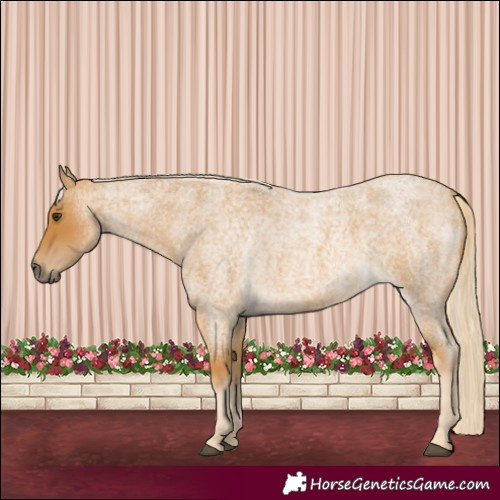 Horse Color:Palomino Roan 