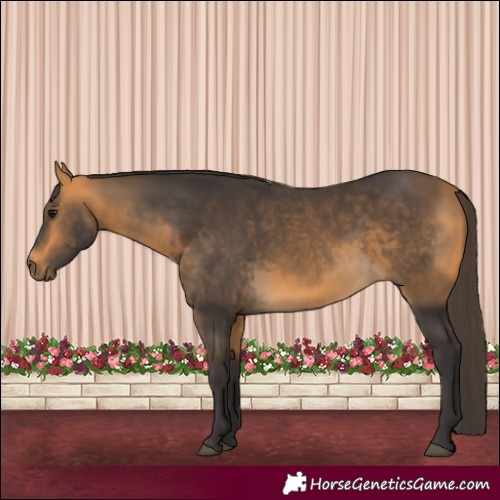 Horse Color:Buckskin 