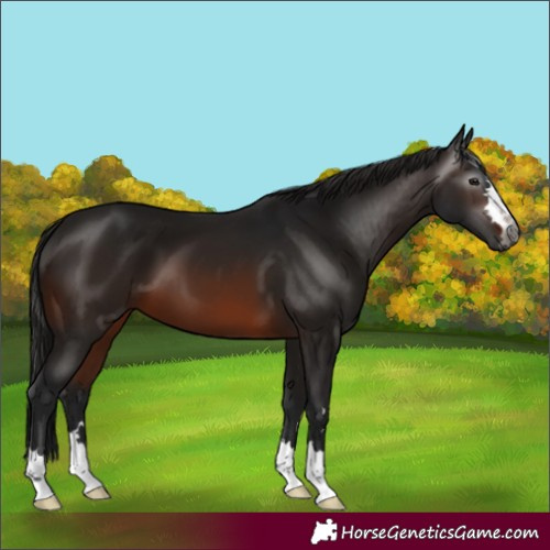 Horse Color:Gray Brown 