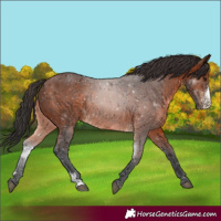 Horse Color:Brown Sabino