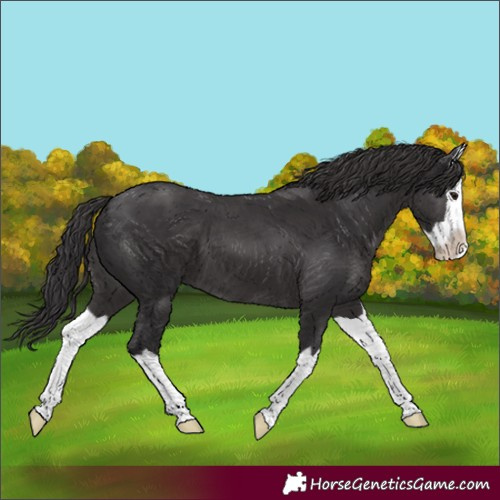 Horse Color:Smoky Black Splash