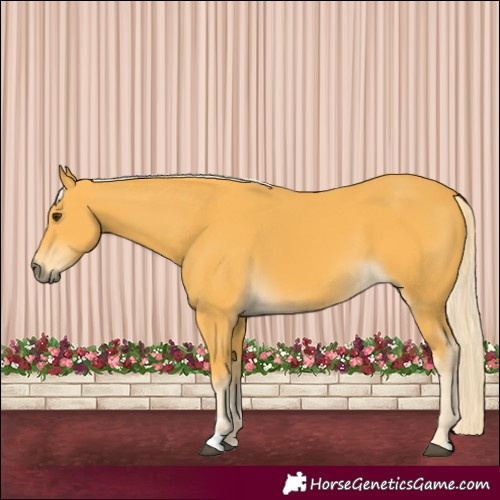 Horse Color:Palomino 