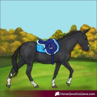 Horse Color:Black 